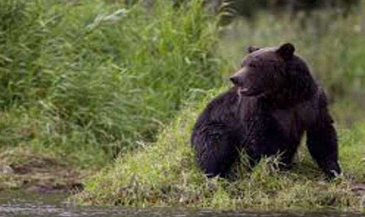चमोली-अब यहां भालू ने किया महिलाओं पर हमला, एक की मौत दो ने ऐसे बचाई जान