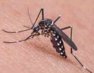 ALERT: सर्दी कम होते ही मंडराने लगा मलेरिया का खतरा