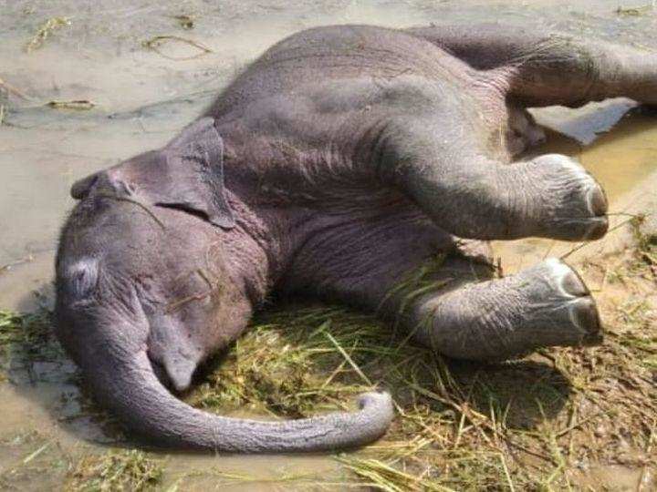 रामनगर-बगीचे में घुसे हाथी ने सूड से तोड़ा बिजली का बल्ब, पल भर में मिली मौत