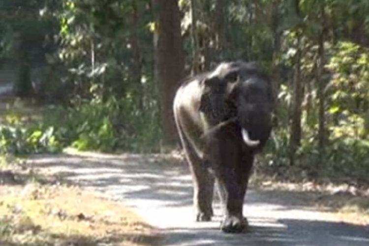 रामनगर- एनएच 121 पर टस्कर हाथी ने मचाया तांडव, गेंद की तरह फेंकी शिक्षकों की कार