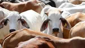 नई दिल्ली- इस राज्य में गायों के लिए बनेगा शमशान घाट, सरकार शुरु करने जा रही ये अनोखी पहल