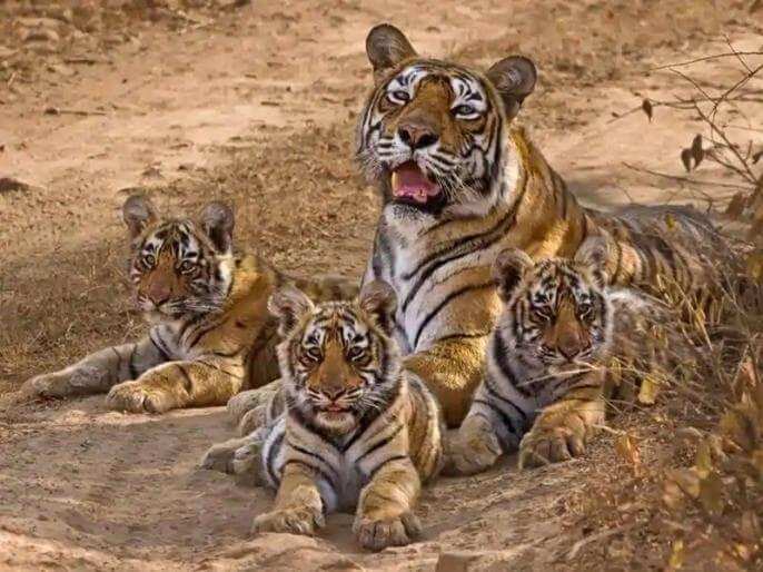 हल्द्वानी-देवभूमि में बाघों की संख्या हुई 442, बाघ संरक्षण में उत्तराखंड को मिला ये स्थान