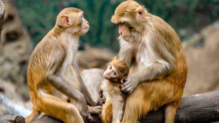 संभल में बंदरों की हो रही रहस्यमई मौत, लोगों को कोरोना की आशंंका  