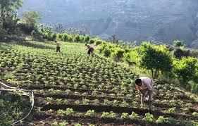 देहरादून- पहाड़ो में खेती बचाने के लिए सरकार ने बनाई ये खास योजना, केन्द्र से मांगी 50 करोड़ की मदद