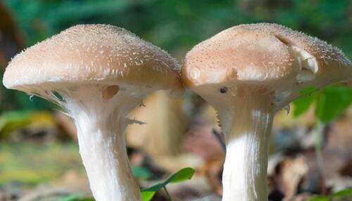 टिहरी- इस छोटी- सी गलती से हुई गर्भवती महिला और दो बच्चों की मौत, सास-ससुर की हालत भी गंभीर