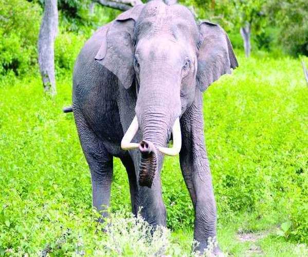 रामनगर-घर लौट रहे युवक को हाथी ने पटक-पटककर मार डाला, इस हाल में मिली लाश