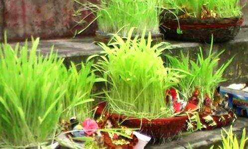 कुमाऊं का पौराणिक त्योहार है हरेला, जानिये क्या है इस पर्व का महत्व