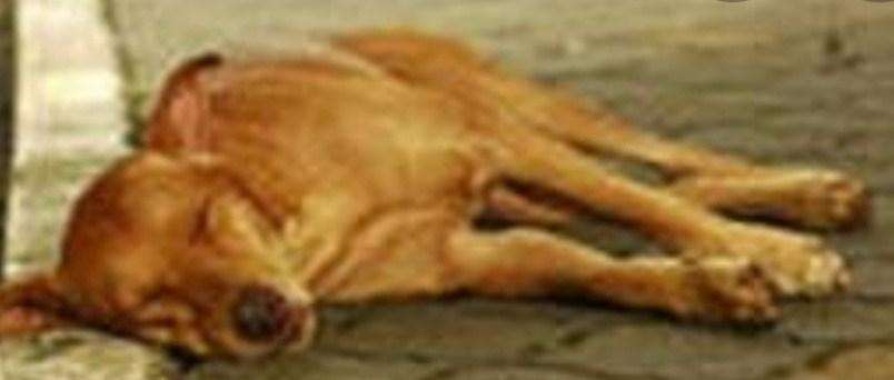 रामनगर-कुत्ता बांधने को लेकर दादा-पोते में गाली-गलौज, तभी अचानक हो गई कुत्ते की मौत