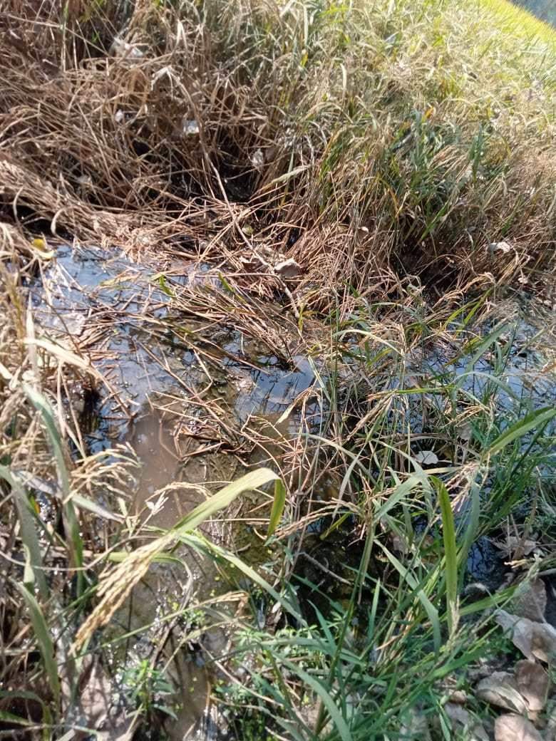 रुद्रपुर: फैक्ट्री के गंदे पानी से बर्बाद हो रही फसल, शिकायत करने पर हुआ यह परिणाम