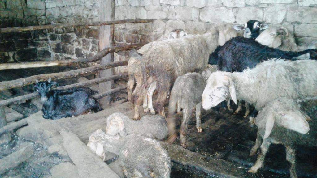 कालाढूंगी-गुलदार ने मारी 80 बकरियां, विधायक संजीव ने पीड़ित को ऐसे दिलाया मदद का भरोसा