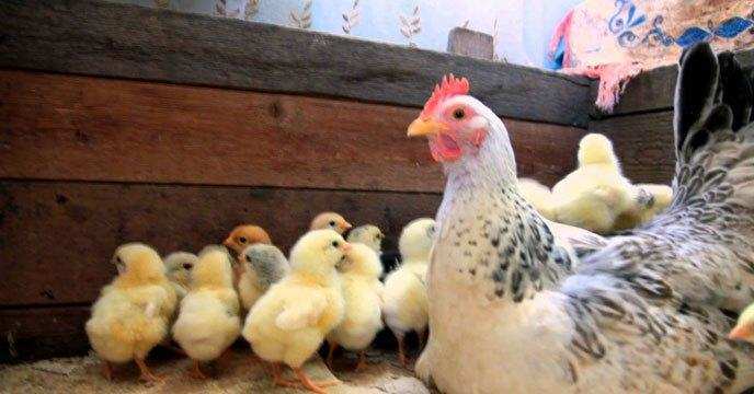 यूपी के किसान ने बनाई मशीन, बिना मुर्गी के अंडो से निकलेंगे चूजे