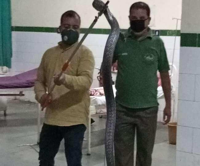 हल्द्वानी-रात दो बजे कैंसर अस्पताल में घुसा कोबरा, मरीजों ने ऐसे बचाई अपनी जान