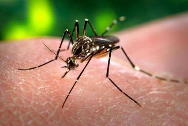 हल्द्वानी-जीतपुर नेगी में डेंगू का डंक, झोलाछापों से उपचार करा रहे है लोग