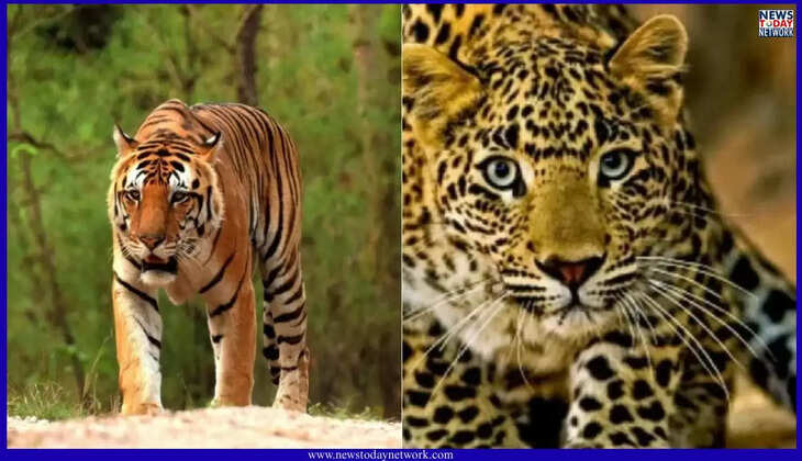 उत्तराखंड - कुमाऊं में अब यहां बाघ ने महिला को बनाया अपना शिकार, इलाके में दहशत का माहौल&nbsp;