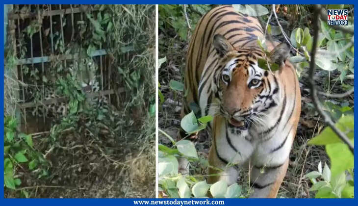 पिथौरागढ़ - 24 वर्षीय निशांत भट्ट ने बांध के आतंक से ऐसे दिलाया छुटकारा, क्षेत्र में लोग कर रहे हैं जमकर प्रशंसा Tiger Tarror in Pithoragarh 