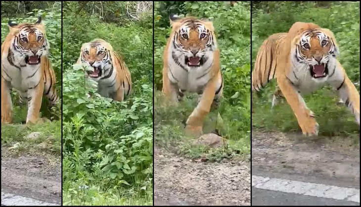 रामनगर - पर्यटकों की जिप्सी पर बाघिन ने किया अटैक, दिल दहला देगा यह वीडियो, चालक के खिलाफ केस दर्ज 