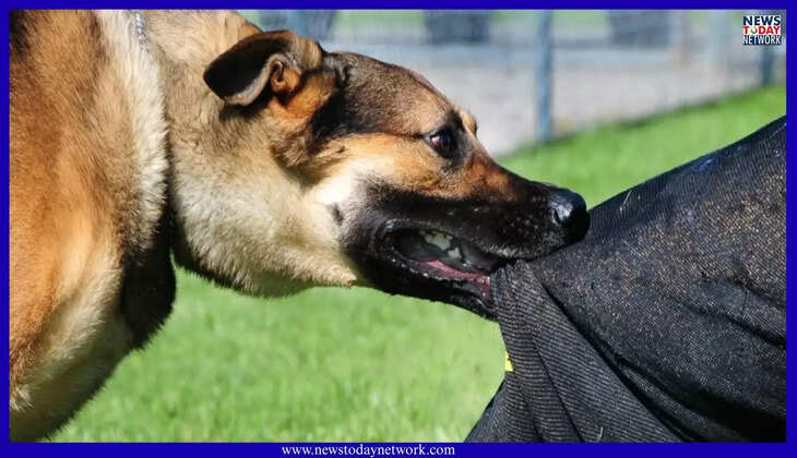 उत्तराखंड - यहां आवारा कुत्ते के काटने से युवक की मौत, यह एक गलती पड़ी भारी, वर्ना बच सकती थी जान&nbsp;