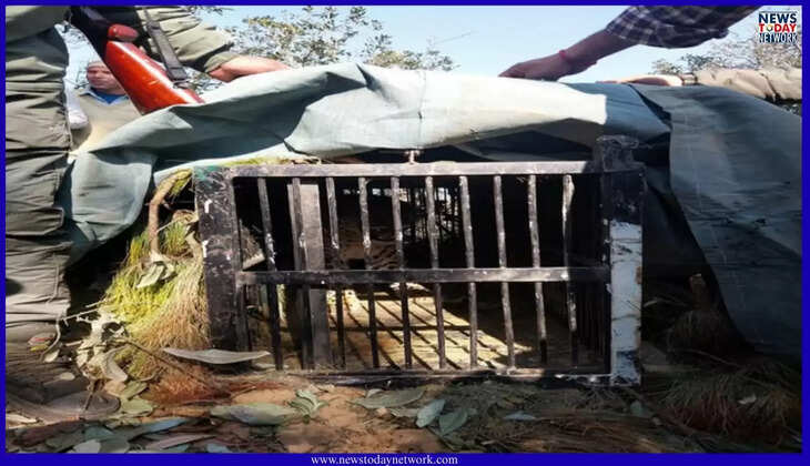 भीमताल - धारी क्षेत्र में वन्यजीव के हमले से दहशत, एक तेंदुआ पकड़कर रानीबाग रेस्क्यू सेंटर भेजा गया