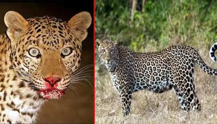 नैनीताल - दुःखद, भीमताल में फिर वन्यजीव ने महिला को बनाया निवाला, चारा लेने गई हेमा की बॉडी दो किलोमीटर मिली दूर 