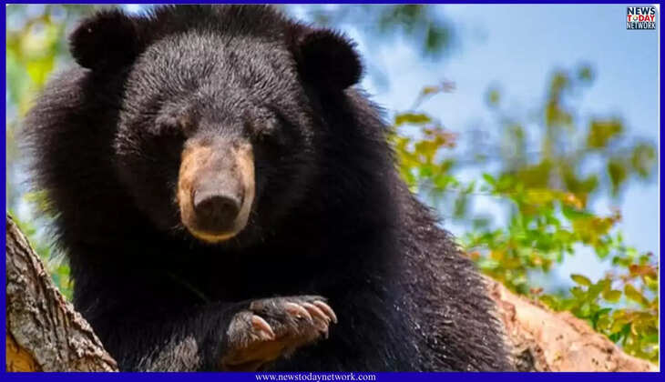 उत्तराखंड - स्कूल परिसर में घुसा भालू, कमरों में छिपे भयभीत बच्चे, दरवाजा तोड़ एक मासूम पर हमला कर उठा ले गया bear Attack 