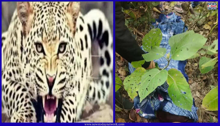 हल्द्वानी - फतेहपुर में बाघ के हमले में महिला की दर्दनाक मौत, तीन किलोमीटर अंदर जंगल में मिला शव, क्षेत्र में दहशत