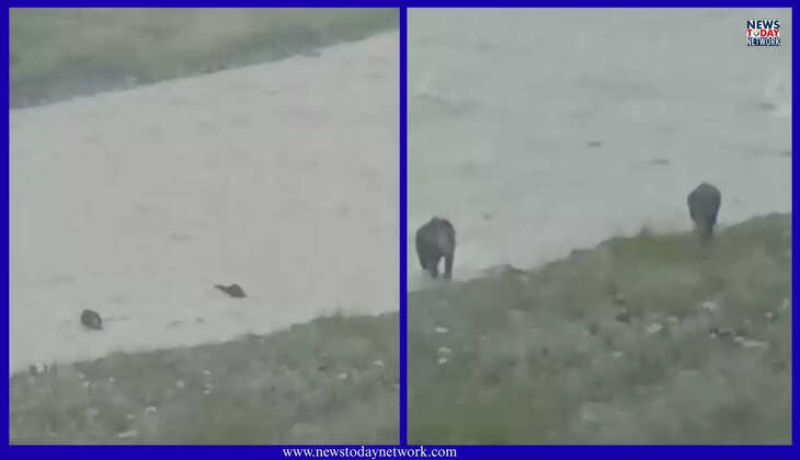 नैनीताल - उफनती कोसी नदी में फंसे दो हाथी, वीडियो हुआ वायरल, प्रकृति से गजराज के संघर्ष की हैरान कर देने वाली तस्वीरें