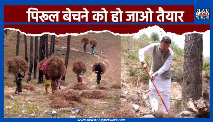 Pirul Employment - उत्तराखंड में पिरूल खरीदने का शासनादेश जारी, जानिए कितने रुपए में आपसे खरीदेगी सरकार 