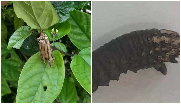 बगीचे में लगे पेड़ों के पत्तों में छलनी जैसे छेद दिखाई दें तो क्या होता है, पूर्व जिला आयुर्वेदिक अधिकारी डॉ. आशुतोष पन्त से जानिए&nbsp;