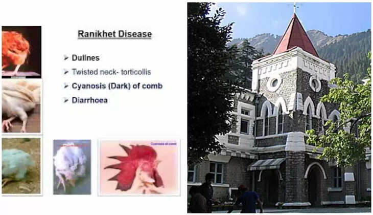 नैनीताल - हाईकोर्ट ने "रानीखेत बीमारी" नाम बदलने का दिया आदेश, जानिए क्या है रानीखेत नाम का रोग, क्या पड़ है रहा प्रभाव&nbsp;