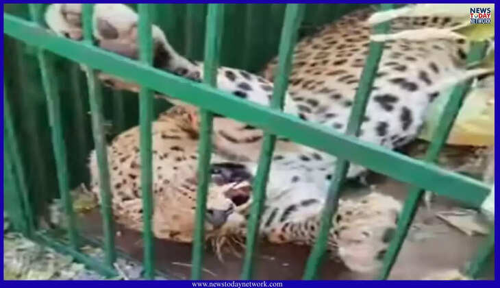 भीमताल - ओखलकांडा में यहां एक और तेंदुआ पिंजरे में फंसा, वन विभाग ने रानीबाग भेजने की तैयारी की - Okhalkanda Lepord 