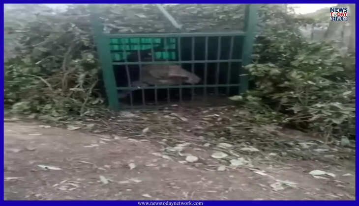 भीमताल - ओखलकांडा में वन विभाग के पिंजरे में कैद हुआ खौफ का तेंदुआ, डीएनए जांच के लिए भेजा जाएगा देहरादून