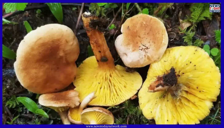 उत्तराखंड - जंगली मशरूम बना ज़हर, एक ही परिवार के छह सदस्य बीमार, रातों-रात 108 एंबुलेंस से जिला अस्पताल पहुंचाए&nbsp;