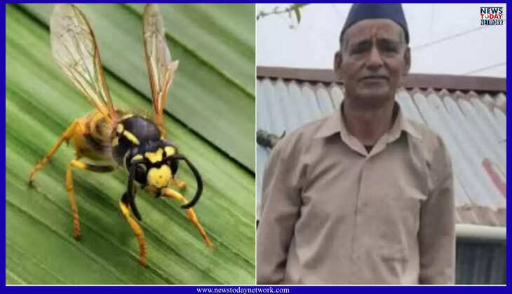 Uttarakhand News - ततैयों के हमले से टेलर की गई जान, सीमांत क्षेत्र पिथौरागढ़ जिले में एक वर्ष में हुई इतनी मौतें, दर्जनों घायल