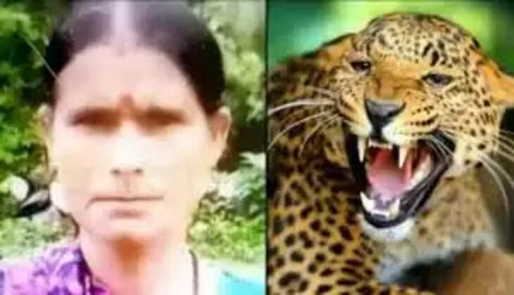 नैनीताल - बेतालघाट में बाघ ने एक और महिला को बनाया निवाला, जानिए ठण्ड के मौसम में क्यों हमलावर होते हैं बाघ