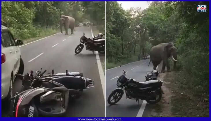 हल्द्वानी - कालाढूंगी हाईवे पर अचानक आ गया टस्कर हाथी, थम गई लोगों की सांसें, दहशत में वाहन छोड़कर भागे लोग