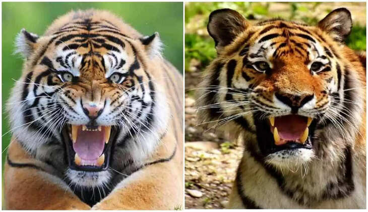 उत्तराखंड - मंत्री के निर्देश पर आदमखोर बाघ को मारने के लिए शूटर तैनात, प्रभावितों को मिलेगा मुआवज़ा