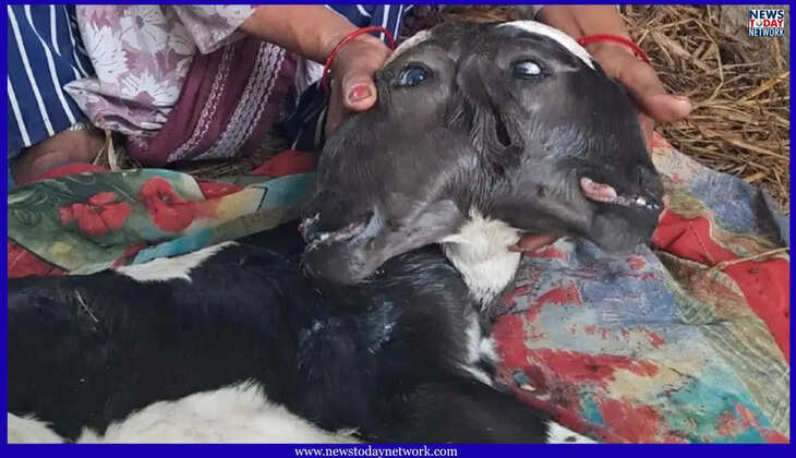 हल्द्वानी - दो मुंह, चार आंखें और तीन कान वाली अनोखी बछिया का हुआ जन्म, देखने के लिए उमड़ रही है भीड़ 