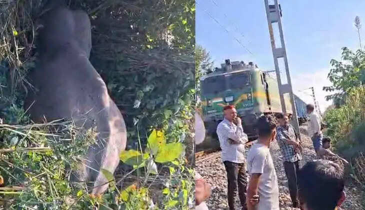 लालकुआं - बाघ एक्सप्रेस की चपेट में आकर नर हाथी की मौत, वन विभाग में हड़कंप, हादसे के कारणों की जांच में जुटा वन विभाग