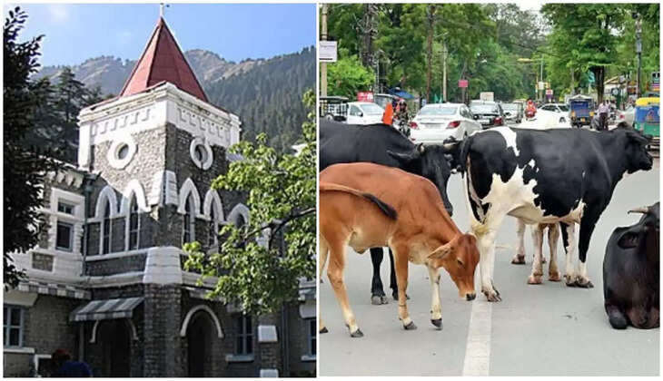 नैनीताल - सड़कों पर आवारा घूम रहे पशुओं के मामले में हुई सुनवाई, हल्द्वानी नगर निगम से हाईकोर्ट ने मांगा जवाब