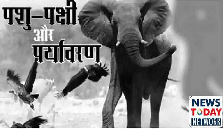 पर्यावरण 