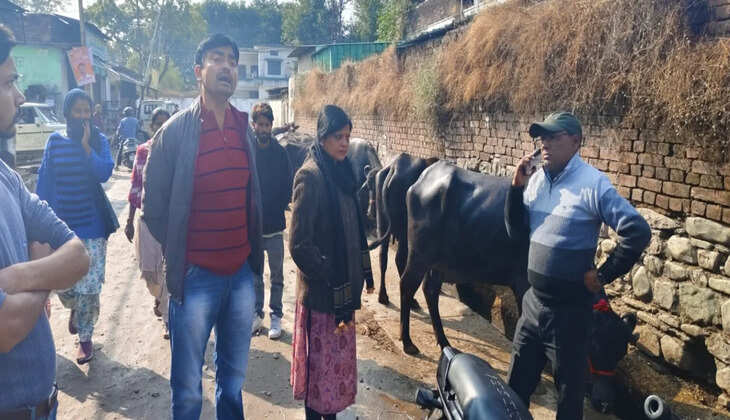 हल्द्वानी - यहां अवैध तबेले को नगर आयुक्त ऋचा सिंह ने कराया बंद, लगाया भारी- भरकम जुर्माना&nbsp;