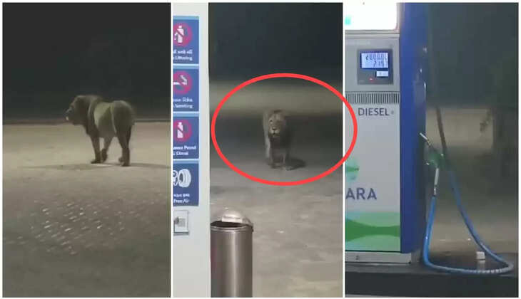 Fact Check - हल्द्वानी के पेट्रोल पम्प पर शेर दिखने का वीडियो सोशल मीडिया पर वायरल, हकीकत कुछ और ही निकली Viral Lion Video In Haldwani 