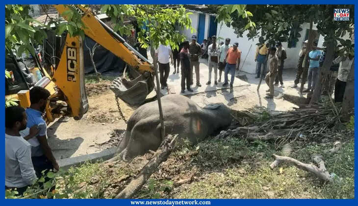 हल्द्वानी - लालकुआं में ट्रेन की चपेट में आकर टस्कर हाथी की मौत, जानिए कब- कब हाथी कॉरिडोर में हुई है हाथियों की मौत&nbsp;