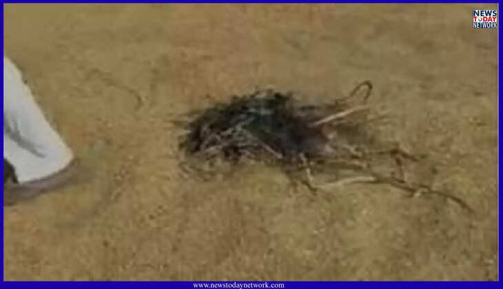 किच्छा - किसानों का फूटा गुस्सा, बेटी की शादी का दबाव धान न बिकने पर किसान ने लगाई अपनी फसल में आग