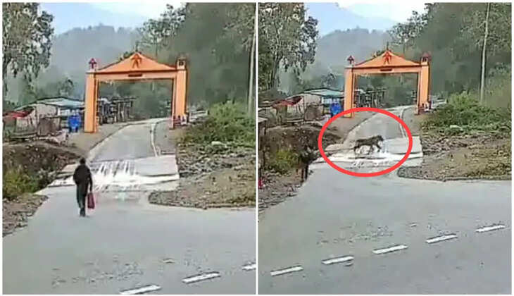 नैनीताल - इंसान को देखकरदुम दबाकर भागा जंगल का राजा, कैमरे में कैद हो गया हैरतअंगेज वीडियो&nbsp;