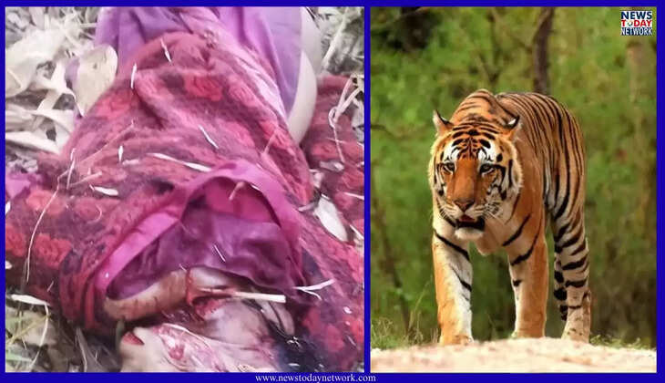 भीमताल - ओखलकांडा में बाघ का कहर, एक और महिला की मौत से क्षेत्र में दहशत, दो किलोमीटर दूर से शव मिला&nbsp;
