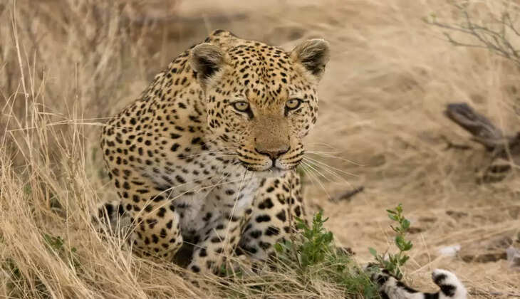 "Leopard Attack - बगीचे में काम कर रहे व्यक्ति पर तेंदुए का हमला, गंभीर घायल, गांव में दहशत"