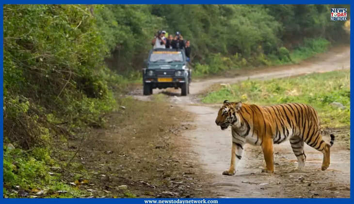 रामनगर - 30 जून से कॉर्बेट टाइगर रिजर्व में बंद होगी जंगल सफारी, इस दिन से डे विजिट सफारी और रात्रि विश्राम पर रोक