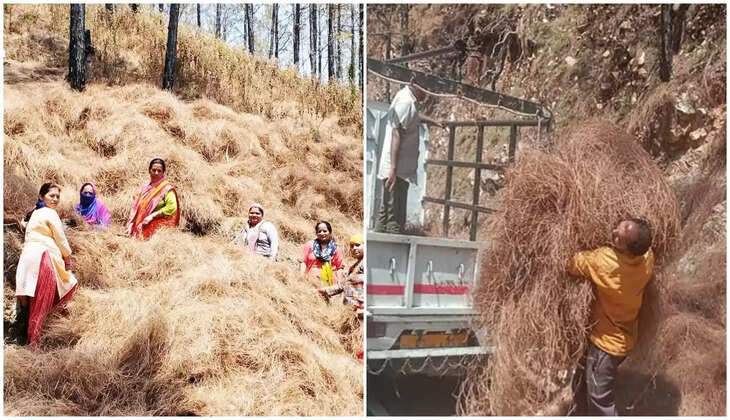 Uttarakhand News - पिरूल से बनेगीं ईटें, 24 घंटे में खाते पर ऑनलाइन जाएगी रकम, 50 रुपए किलो बिकेगा ऐसे खरीदेंगे