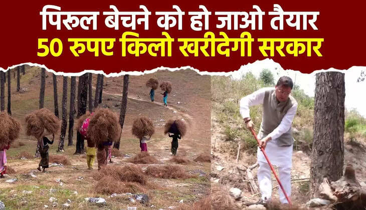 Pirul Employment - उत्तराखंड में अब 50 रुपए किलो बिकेगा पिरूल, CM धामी ने कहा 50 करोड़ का बनेगा कॉर्पस फंड 